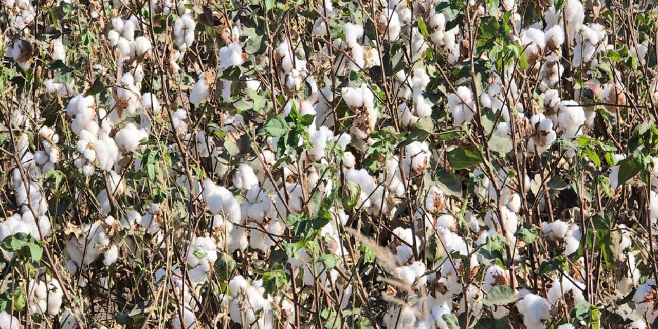 hatayda yilin ilk pamuk hasadi basladi zEPQPBVj