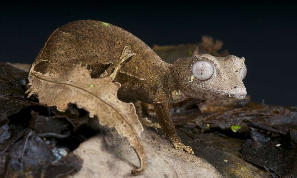 yaprağa benzeyen hayvanlar