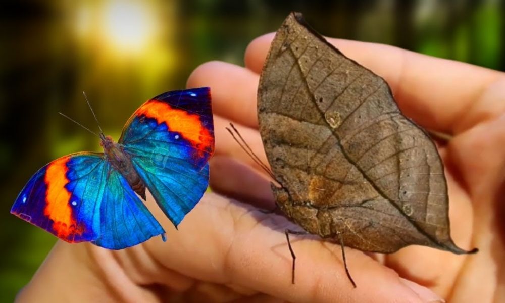 yaprağa benzeyen hayvanlar